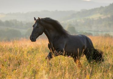 domesticación de los caballos