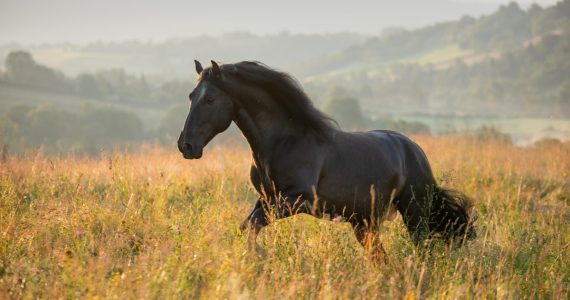 domesticación de los caballos