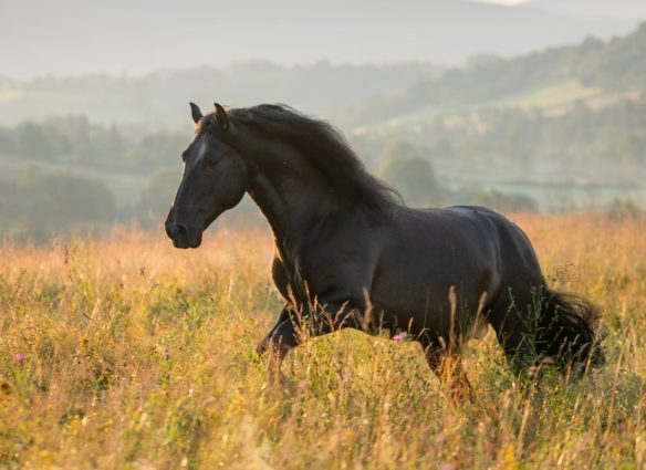 domesticación de los caballos