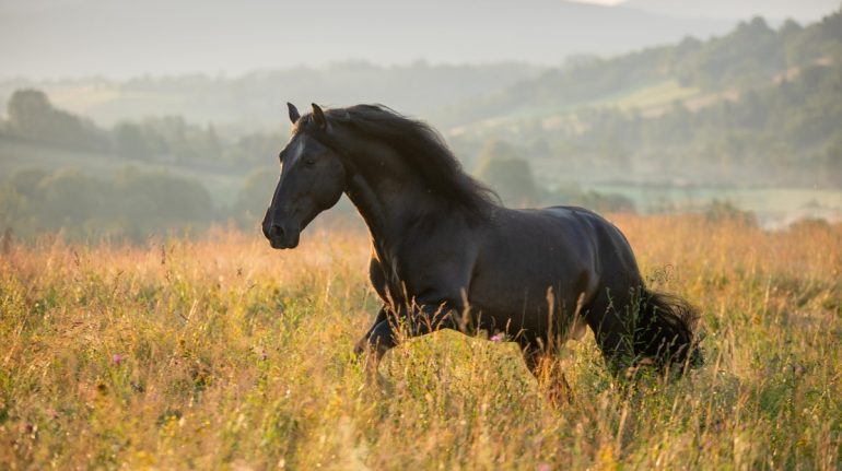 domesticación de los caballos