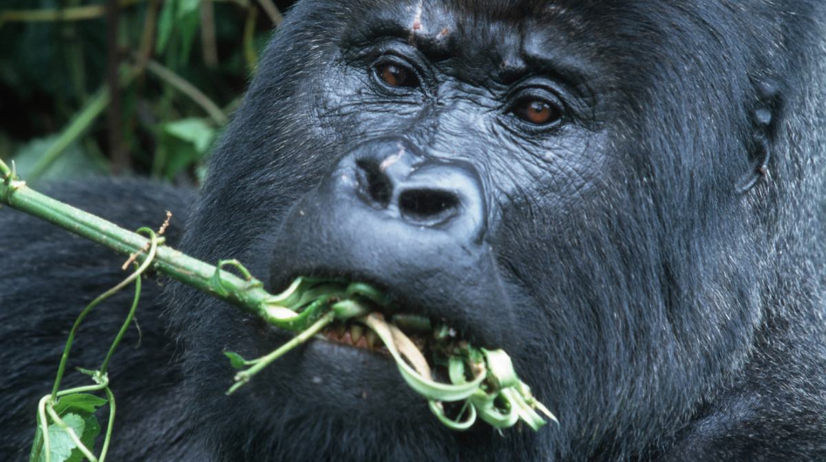 Hope for many cures could lie in the self-healing gorilla