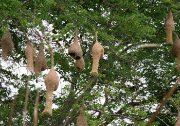 gorriones de Sudáfrica