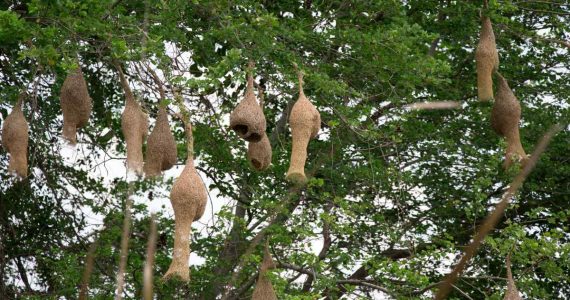 gorriones de Sudáfrica