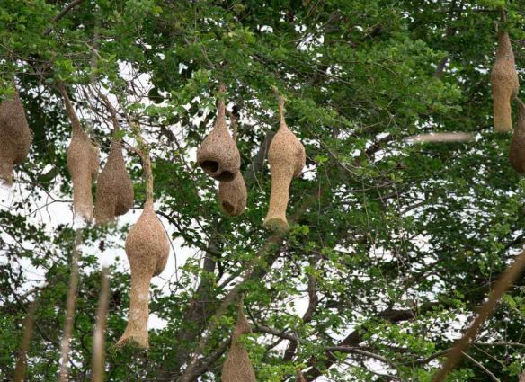 gorriones de Sudáfrica