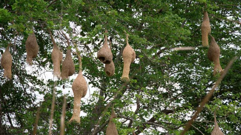 gorriones de Sudáfrica