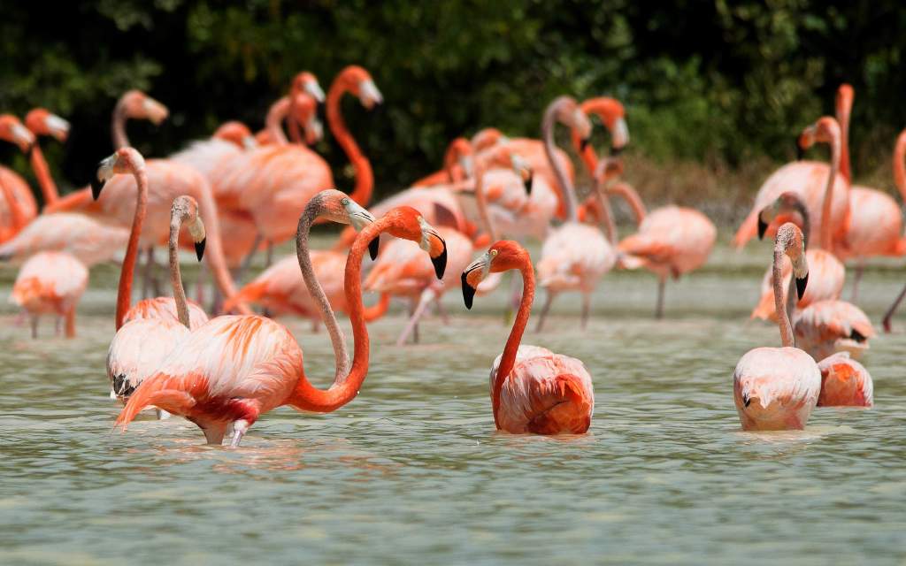 Los flamencos realmente alimentan con sangre a sus crías