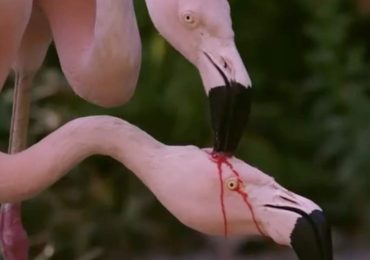 Los flamencos realmente "se desangran" para alimentar a sus crías