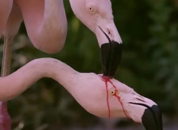 Los flamencos realmente "se desangran" para alimentar a sus crías