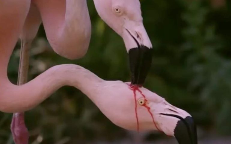 Los flamencos realmente "se desangran" para alimentar a sus crías