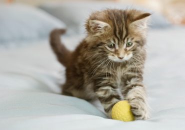 Los gatos juegan a la pelota