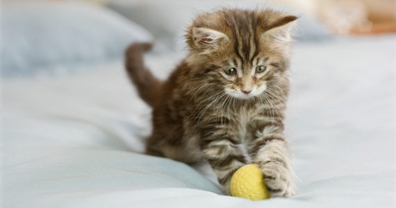 Los gatos juegan a la pelota