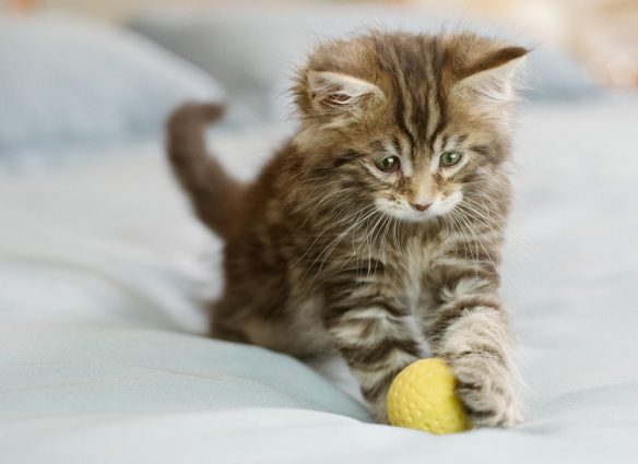 Los gatos juegan a la pelota