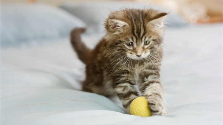 Los gatos juegan a la pelota