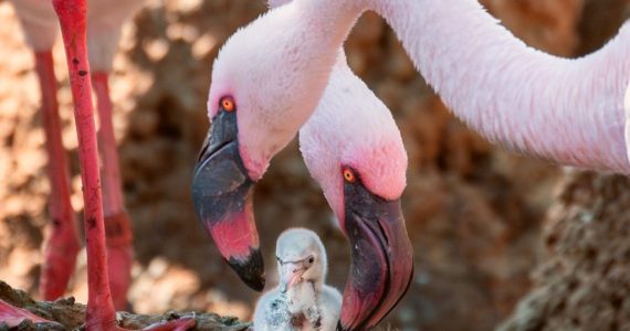 Pareja de flamencos machos adopta y cría a un polluelo en parque de California