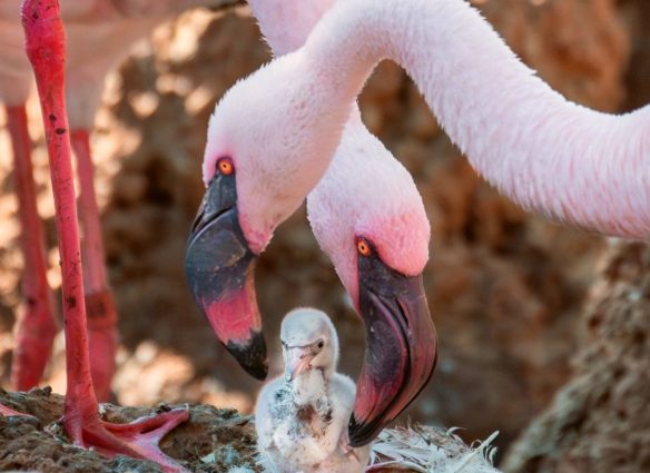 Pareja de flamencos machos adopta y cría a un polluelo en parque de California