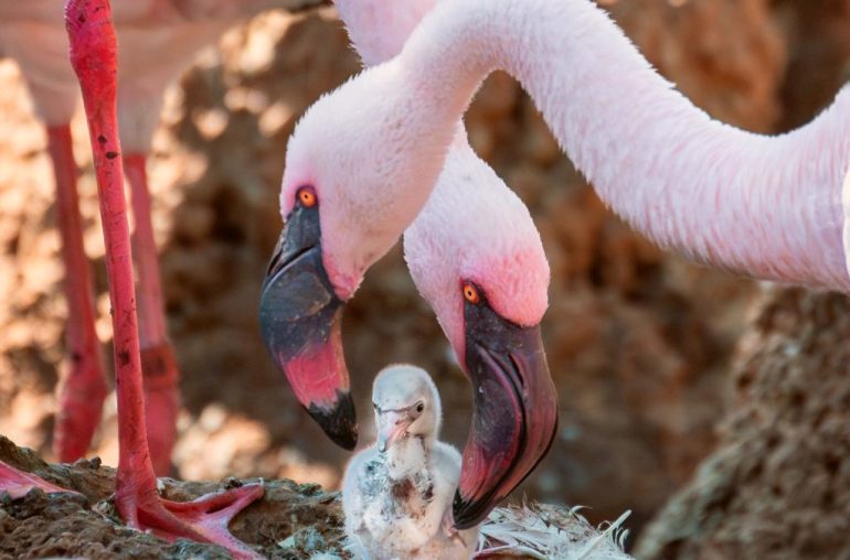 Pareja de flamencos machos adopta y cría a un polluelo en parque de California