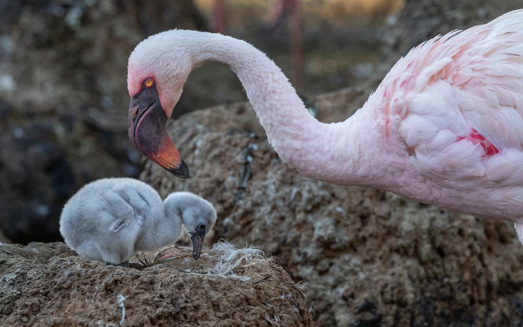 Pareja de flamencos machos adopta y cría a un polluelo en parque de California