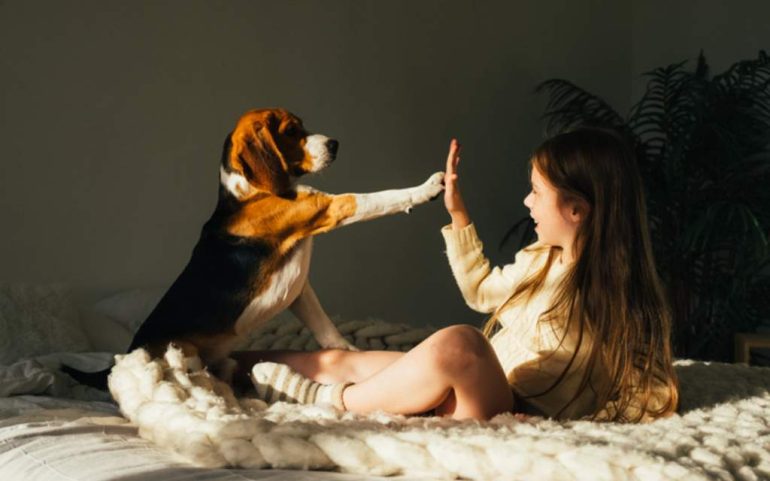 Por qué las patitas de los perros huelen a “chetos”