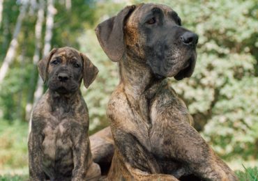 Por qué los perros grandes viven menos