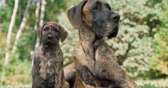 Por qué los perros grandes viven menos