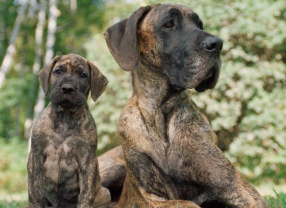 Por qué los perros grandes viven menos