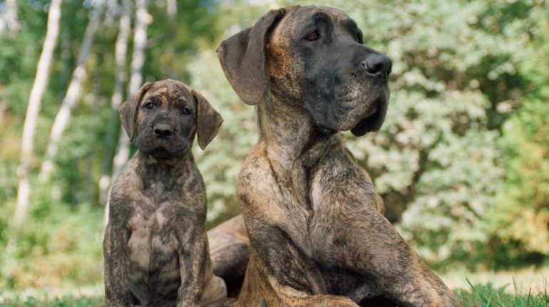 Por qué los perros grandes viven menos