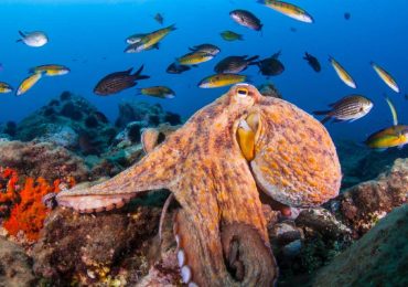 Lecciones de cacería: Por qué los pulpos golpean a los peces