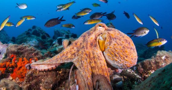 Lecciones de cacería: Por qué los pulpos golpean a los peces