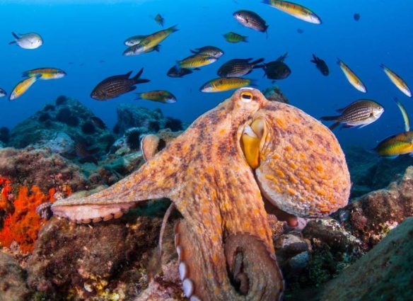 Lecciones de cacería: Por qué los pulpos golpean a los peces