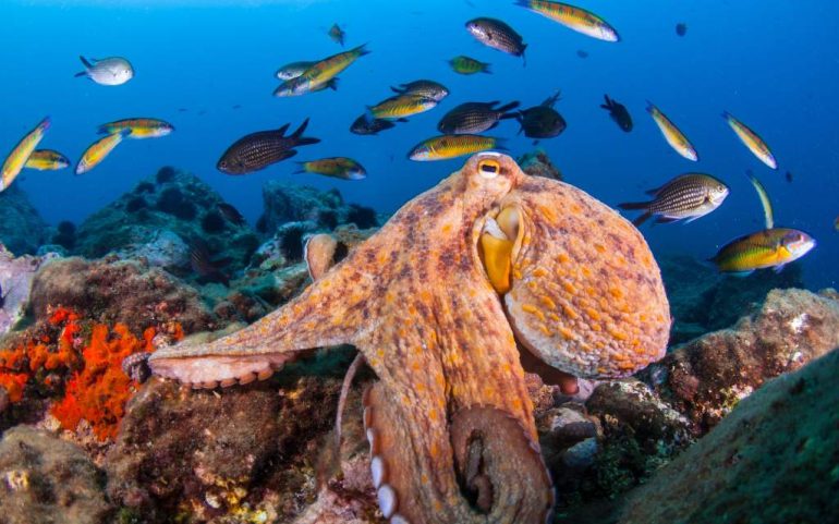 Lecciones de cacería: Por qué los pulpos golpean a los peces