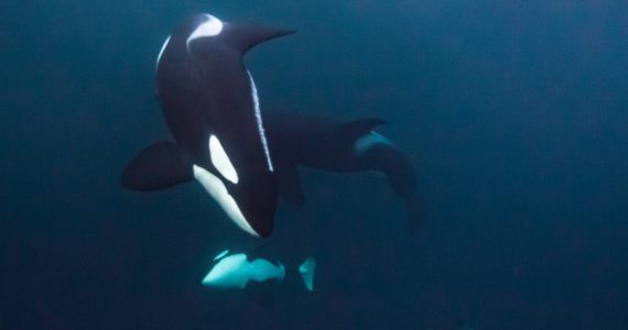 Lo que sabemos de las orcas