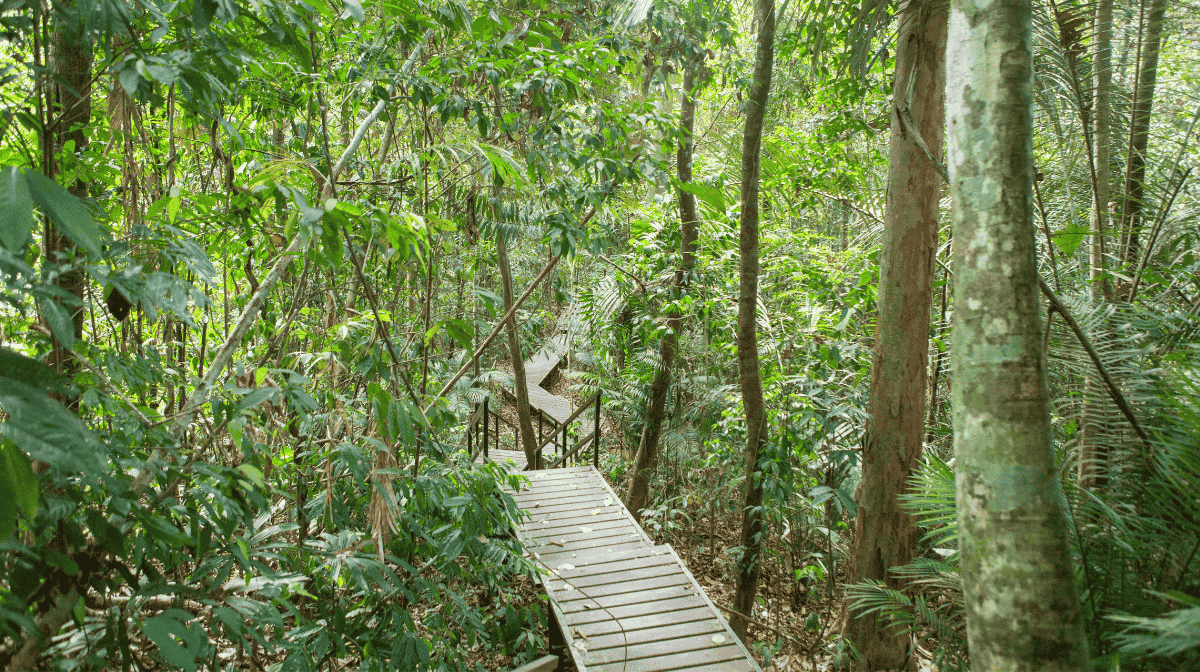 el-animal-que-no-deja-ver-sus-rayas-taman-negara-casa-del-tigre-malayo