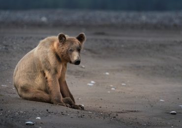 Animales adversidad