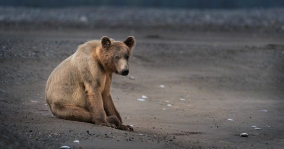 Animales adversidad