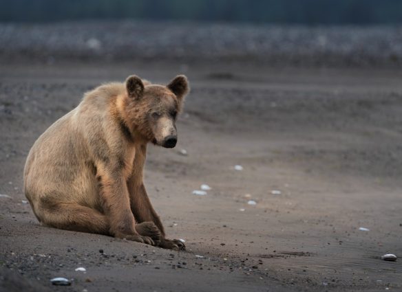 Animales adversidad