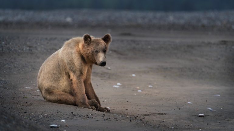 Animales adversidad