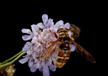 aqui-te-contamos-si-las-moscas-de-las-flores-indispensables-para-polinizacion-son-avispas-o-abejas