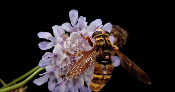 aqui-te-contamos-si-las-moscas-de-las-flores-indispensables-para-polinizacion-son-avispas-o-abejas