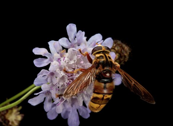 aqui-te-contamos-si-las-moscas-de-las-flores-indispensables-para-polinizacion-son-avispas-o-abejas