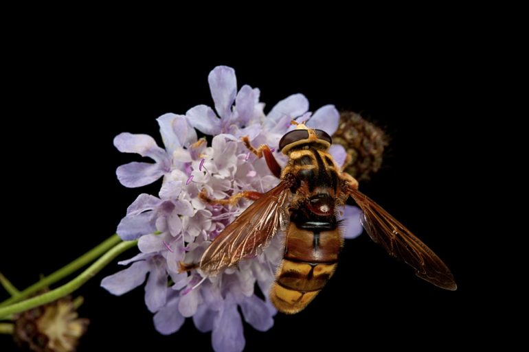 aqui-te-contamos-si-las-moscas-de-las-flores-indispensables-para-polinizacion-son-avispas-o-abejas