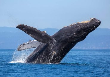 Ballenas del Golfo de California están peligro por megaproyecto de gas metano