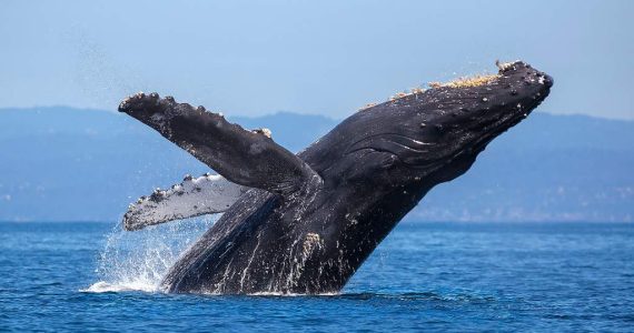 Ballenas del Golfo de California están peligro por megaproyecto de gas metano