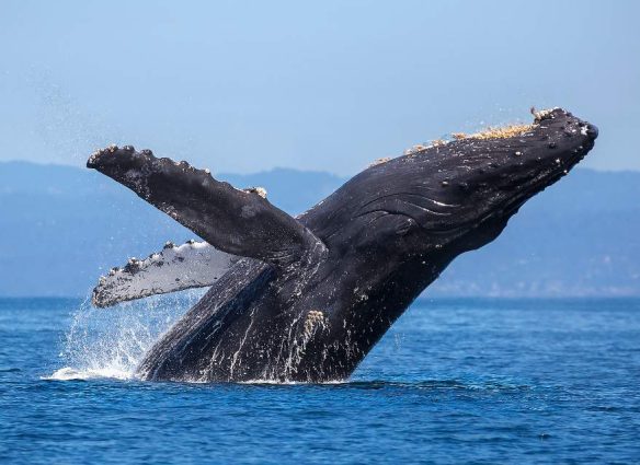 Ballenas del Golfo de California están peligro por megaproyecto de gas metano