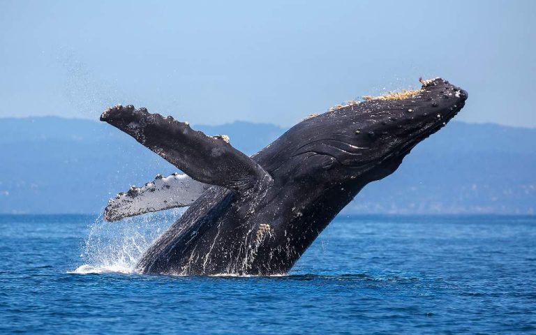 Ballenas Del Golfo De California Están En Peligro Por Megaproyecto De Gas