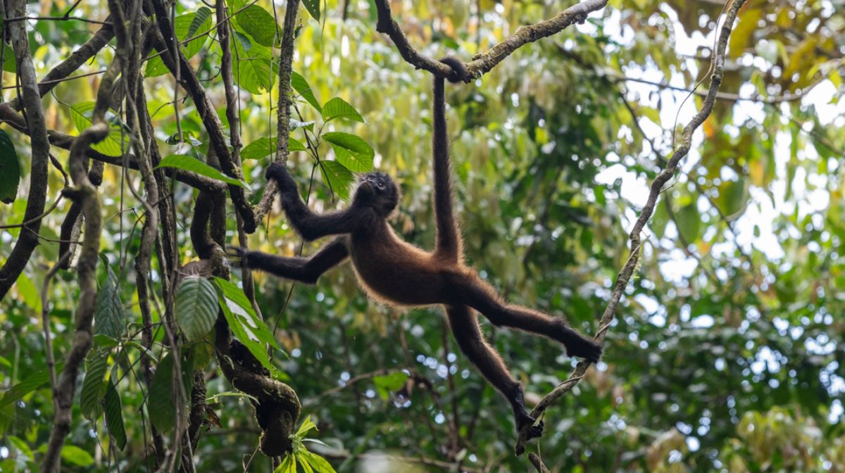 costa-rica-turismo-ecologico-para-proteger