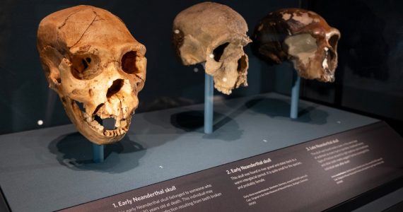 Cuándo vivieron los últimos neandertales