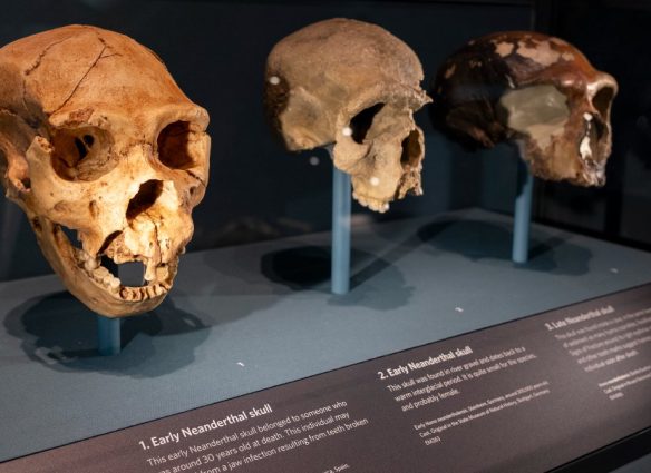 Cuándo vivieron los últimos neandertales