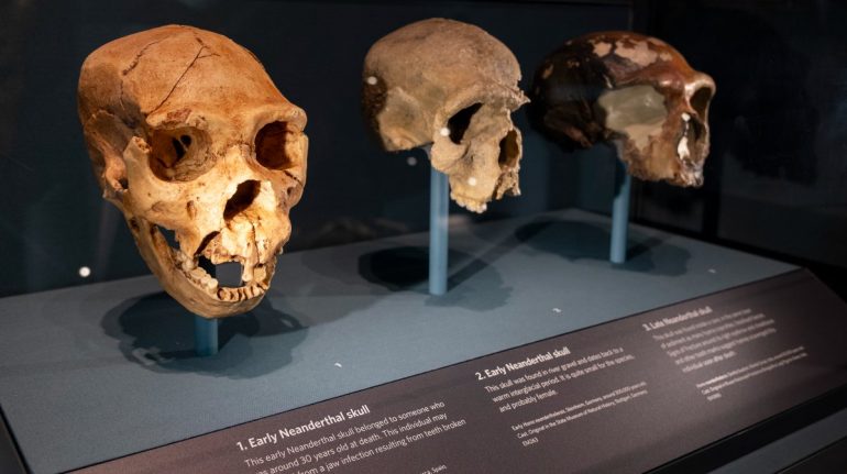 Cuándo vivieron los últimos neandertales