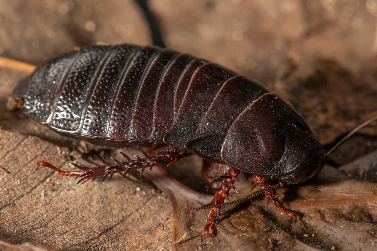 cucaracha extinta australia