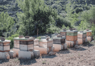 degustar-miel-de-verano-una-experiencia-de-lujo-en-serra-de-tramuntana